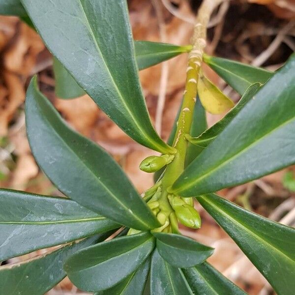 Daphne laureola Outro