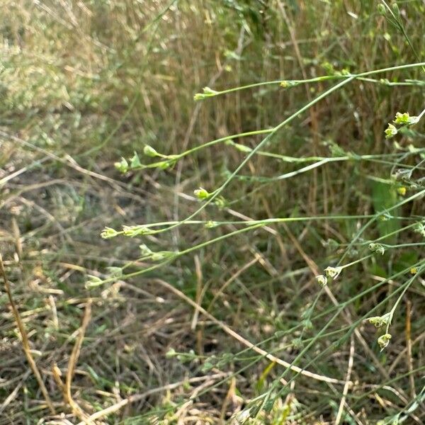 Bupleurum tenuissimum 花