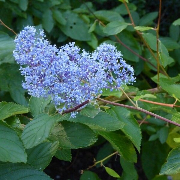 Ceanothus thyrsiflorus Flors