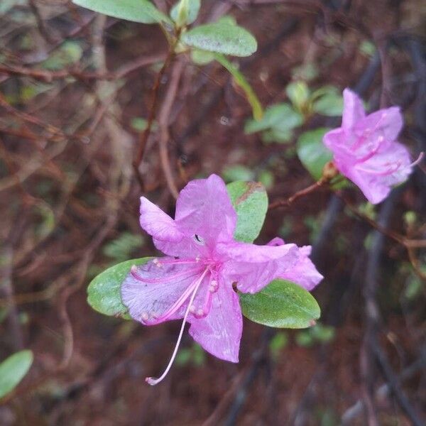 Rhododendron dauricum Flor