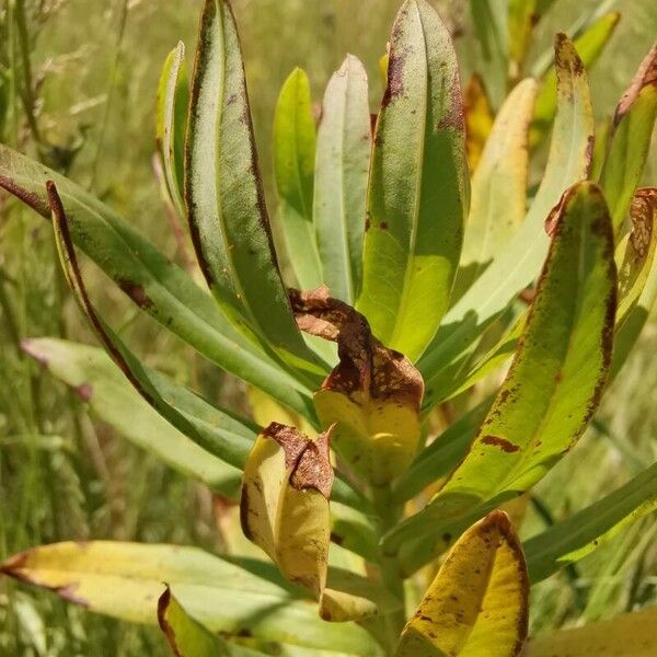 Euphorbia lucida Leaf