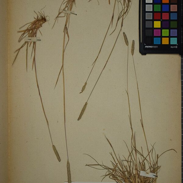 Phleum phleoides Other