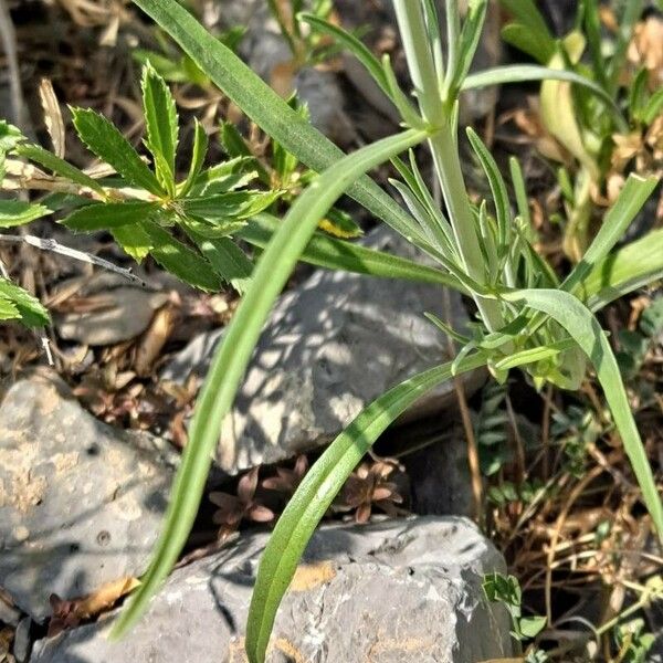 Centranthus angustifolius পাতা