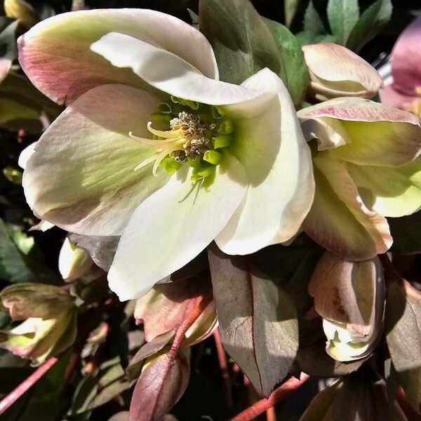 Helleborus niger Λουλούδι