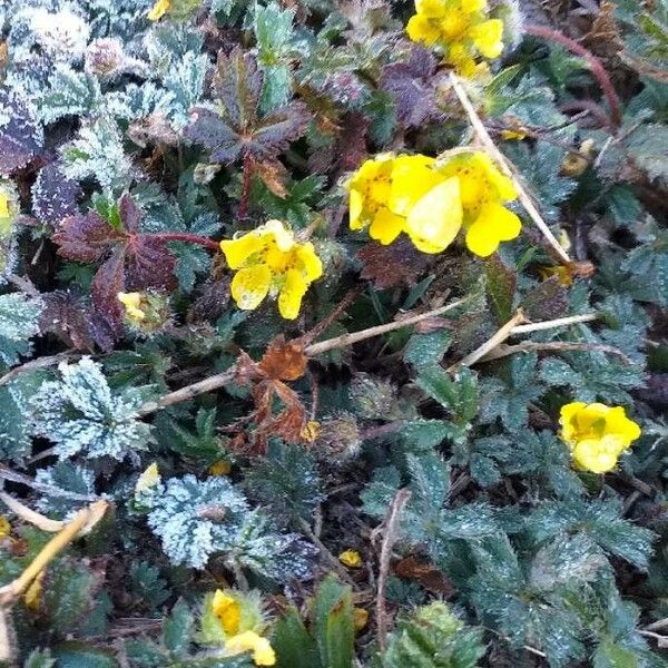 Potentilla crantzii Blodyn