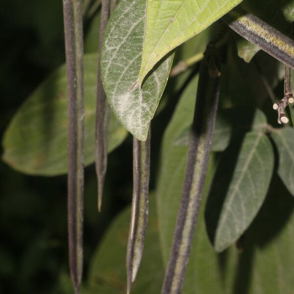 Centrosema pubescens Blad