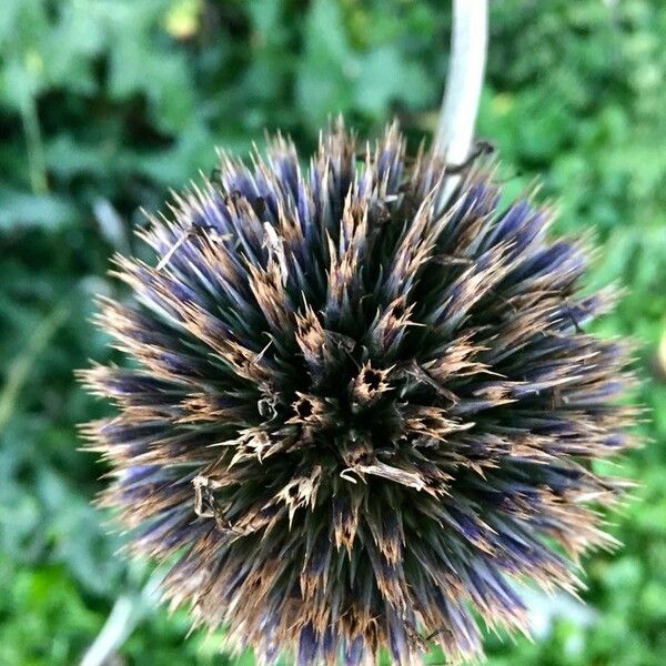 Echinops sphaerocephalus Fruit