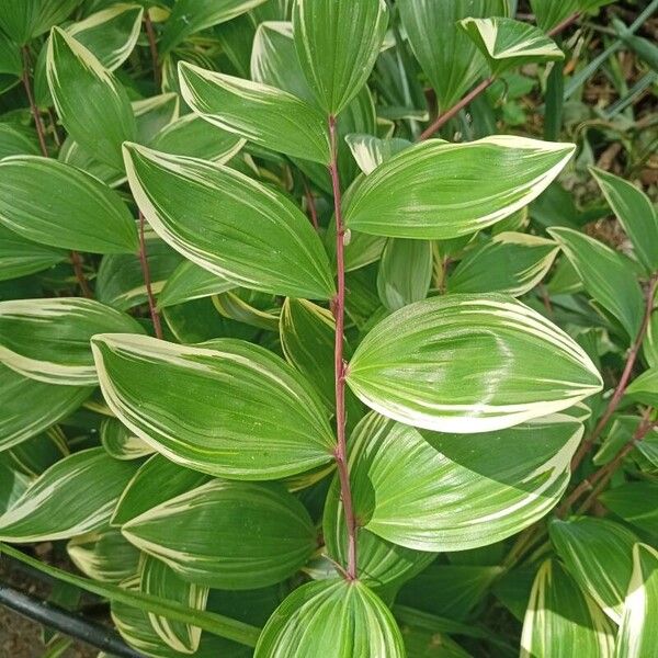 Polygonatum falcatum Yaprak