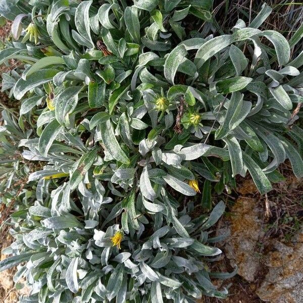 Gazania rigens Habit