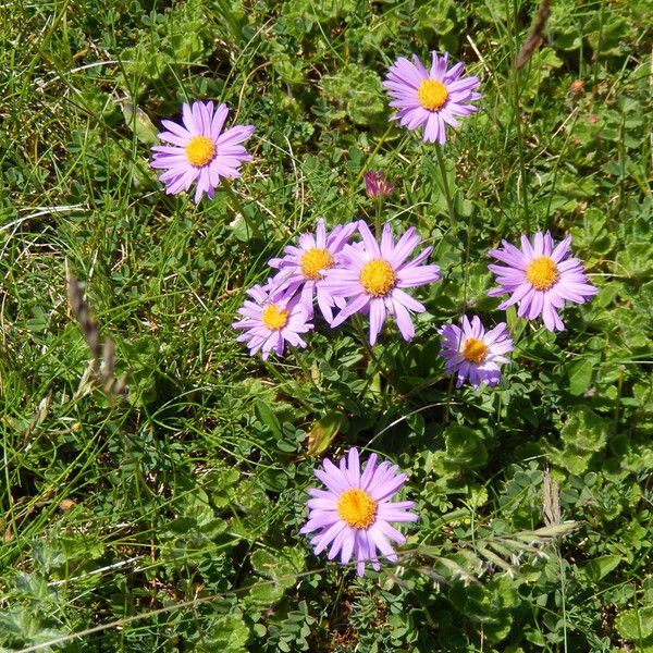 Aster alpinus Flower