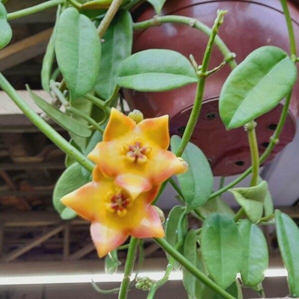 Hoya carnosa Floare