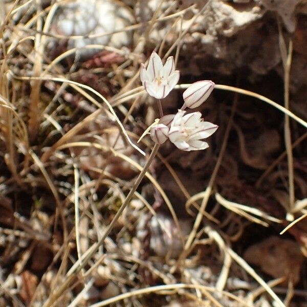 Allium moschatum Квітка