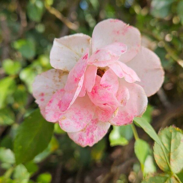 Rosa sempervirens Flor