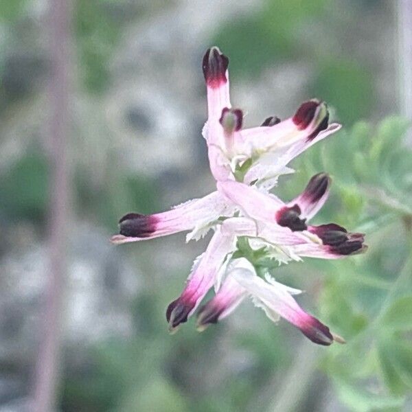 Fumaria muralis Flower