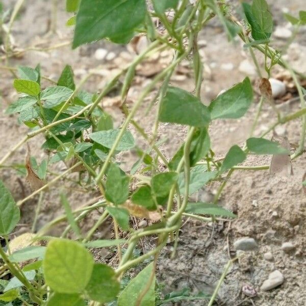 Phaseolus lunatus Flower