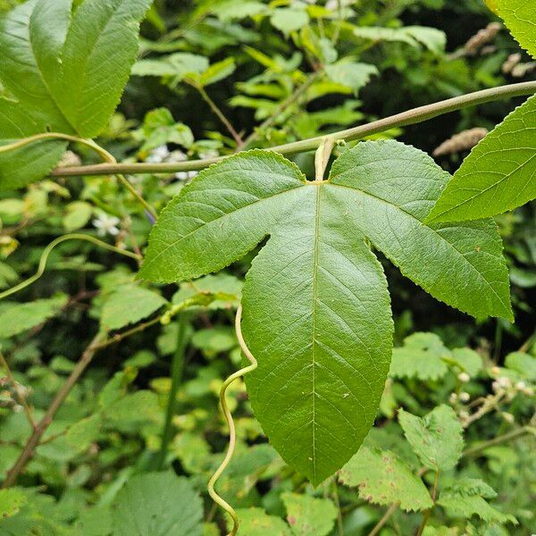 Passiflora tripartita Leaf