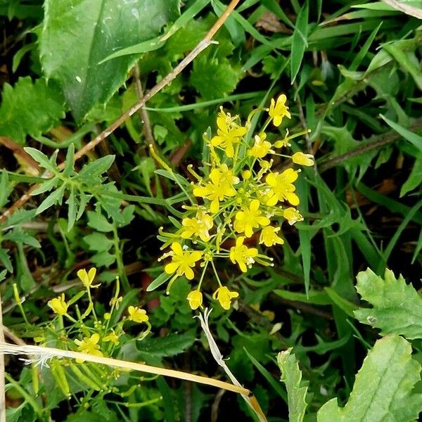 Rorippa sylvestris 花