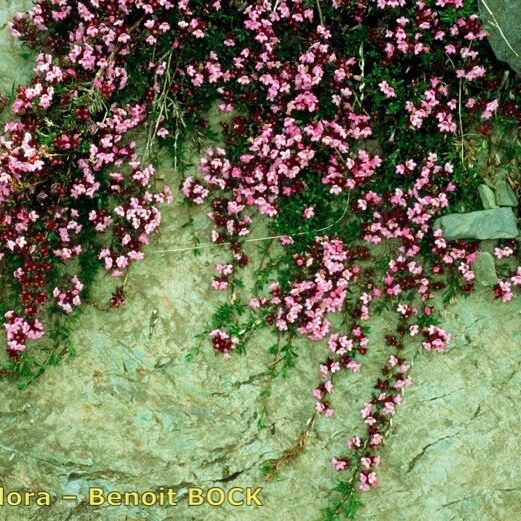 Thymus nervosus Habitus