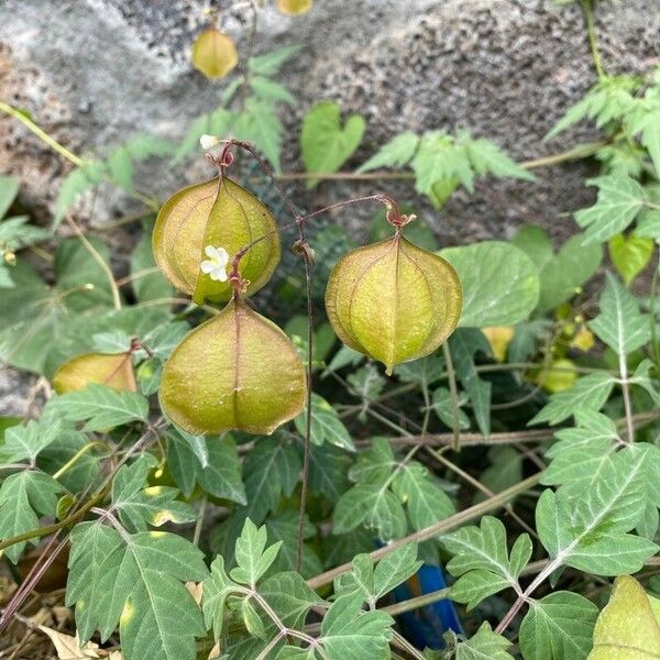 Cardiospermum halicacabum ফল