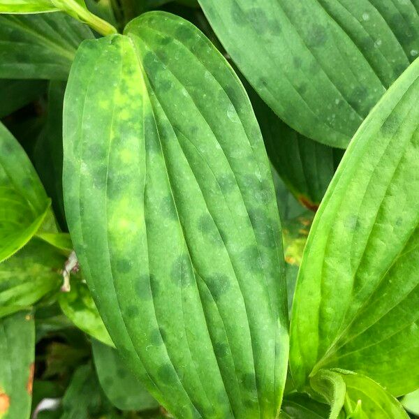 Tricyrtis formosana 葉