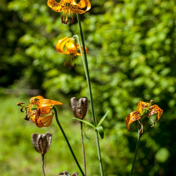 Lilium columbianum Fruit