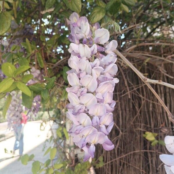 Wisteria sinensis പുഷ്പം