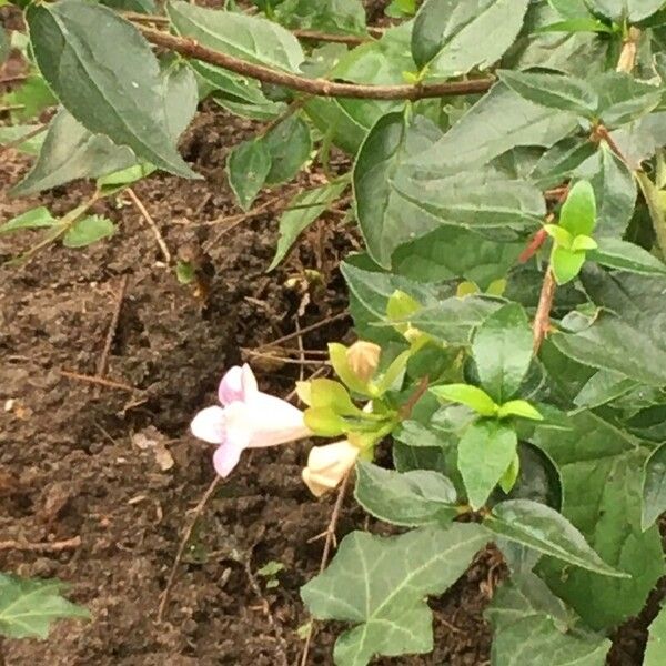 Abelia x grandiflora Blomst