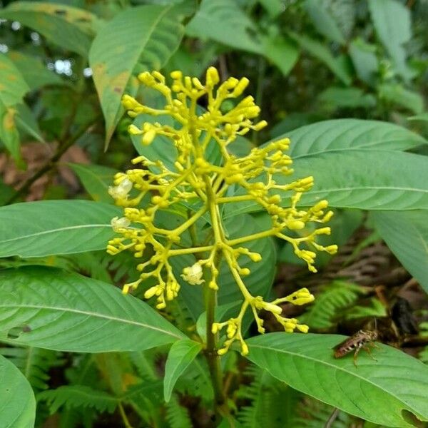Psychotria grandis Flower