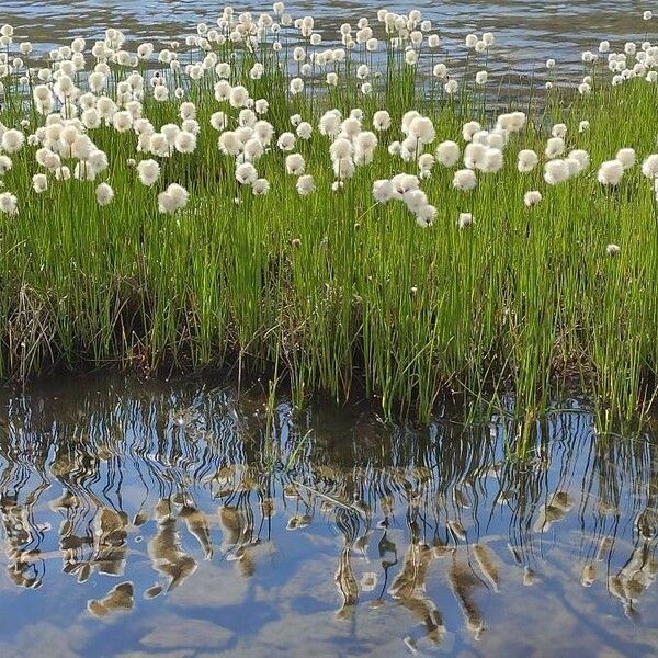 Eriophorum scheuchzeri Habit