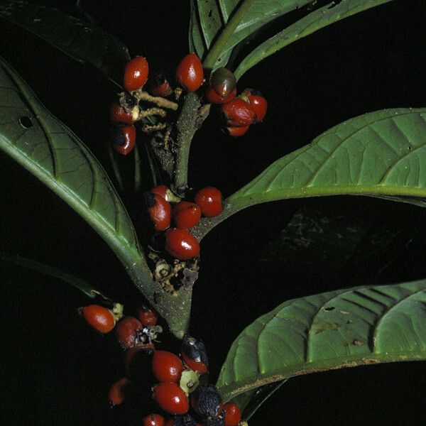 Cordia fanchoniae Фрукт