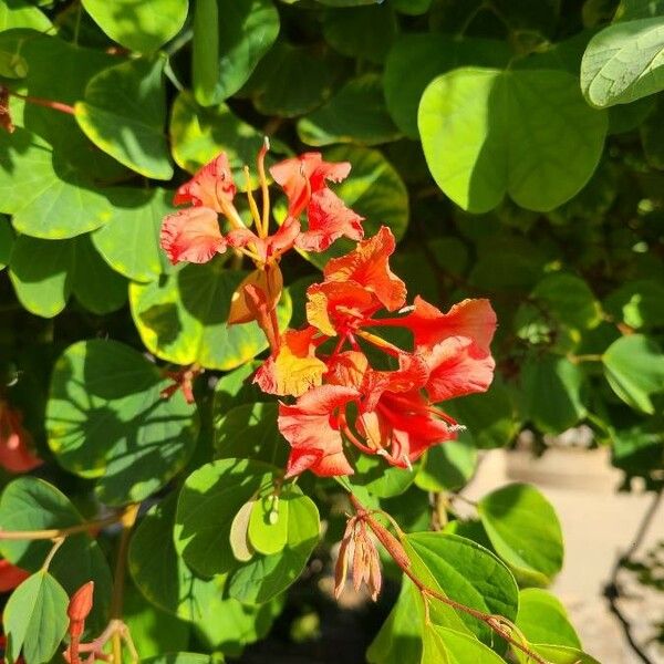 Bauhinia galpinii Flors