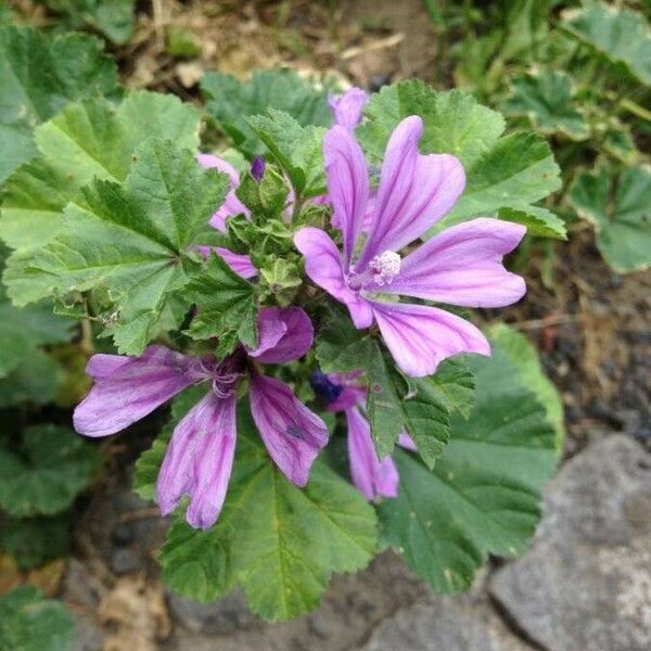 Malva sylvestris Flor