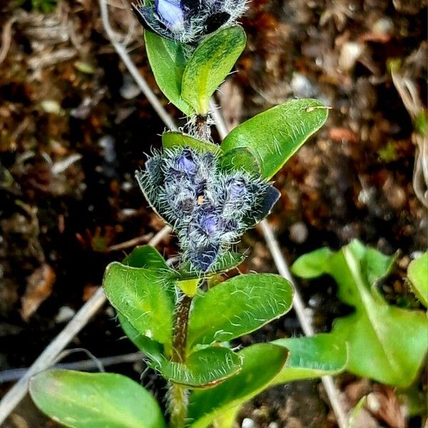 Veronica alpina Blatt