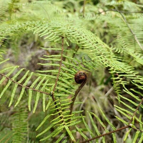 Gleichenia dicarpa 葉