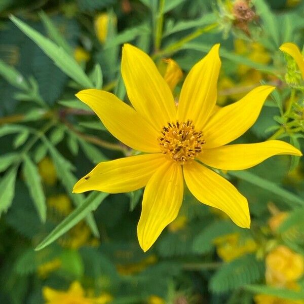 Bidens aristosa Blüte