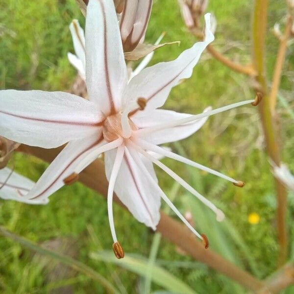 Asphodelus ramosus Bloem