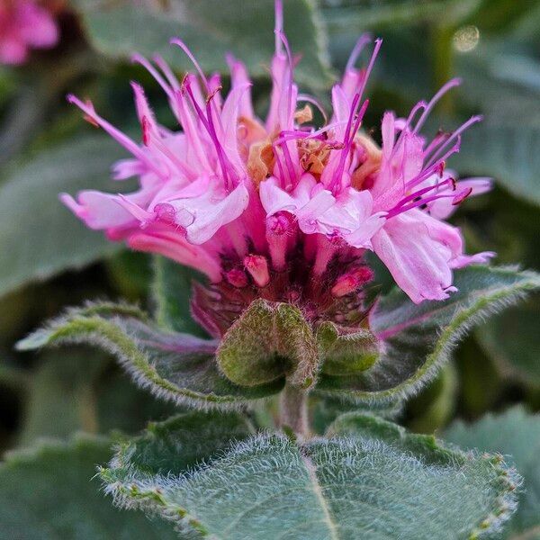 Monarda didyma Цвят