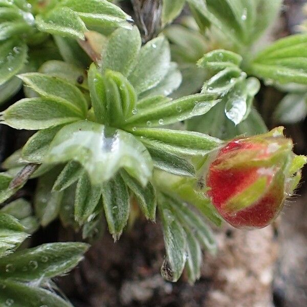 Potentilla nitida Frutto