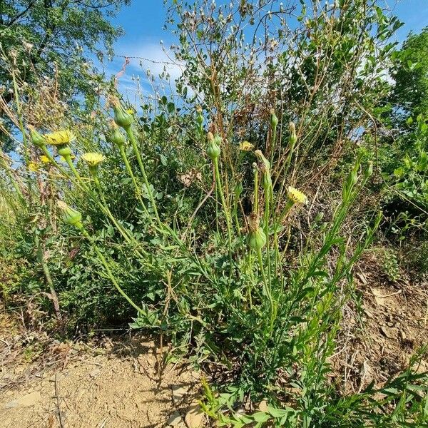 Urospermum dalechampii Habit