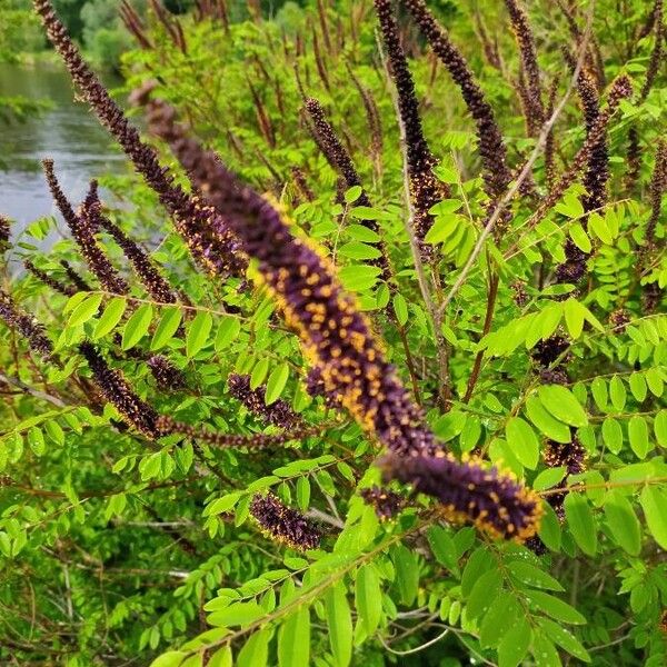 Amorpha fruticosa Blomma