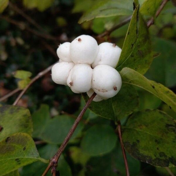 Symphoricarpos albus Fruto