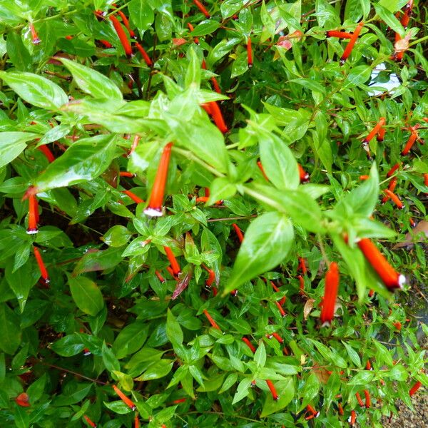 Cuphea ignea Flower