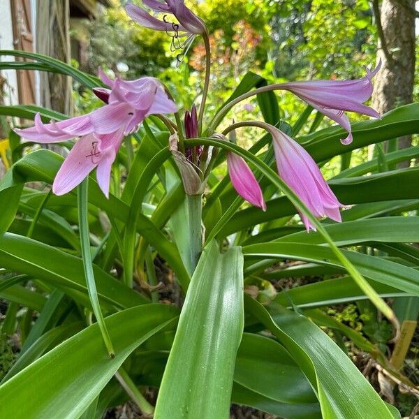 Crinum bulbispermum Цветок