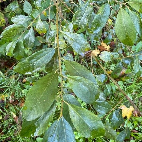 Salix cinerea Liść