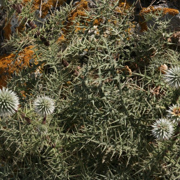 Echinops spinosissimus Flower