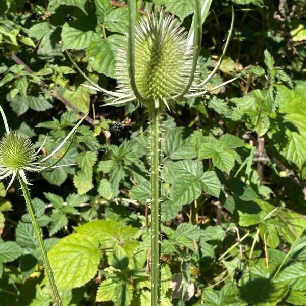 Dipsacus fullonum Habitat