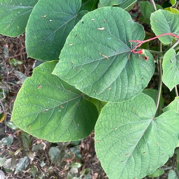 Clerodendrum buchananii Φύλλο