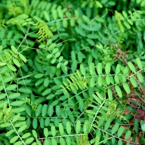 Vicia lens Blad