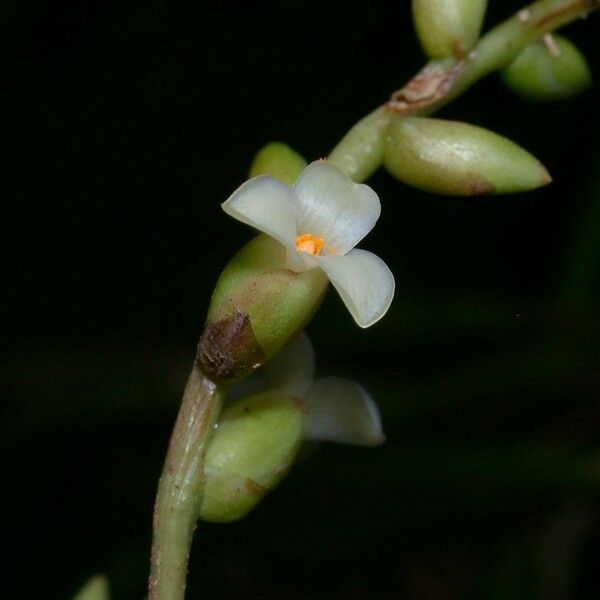 Catopsis sessiliflora Flower