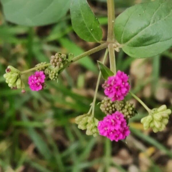 Boerhavia coccinea Flor